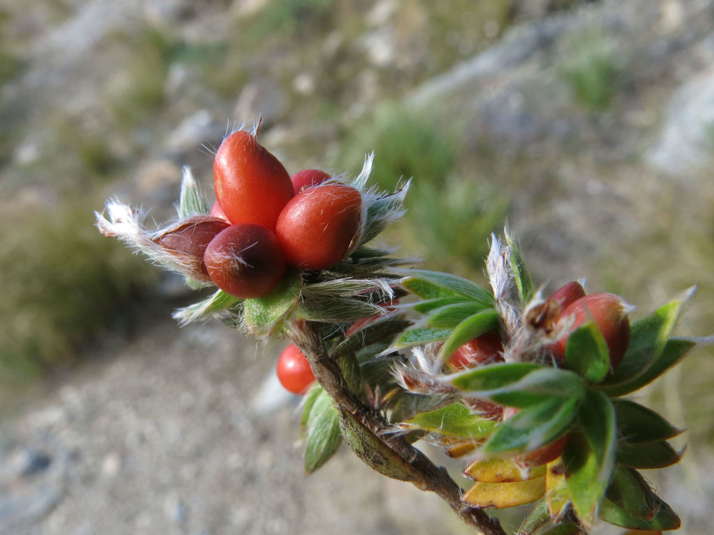 Pimelea pseudolyallii, Kakanui Mountains, North Otago, by john_barkla