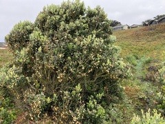 Pittosporaceae