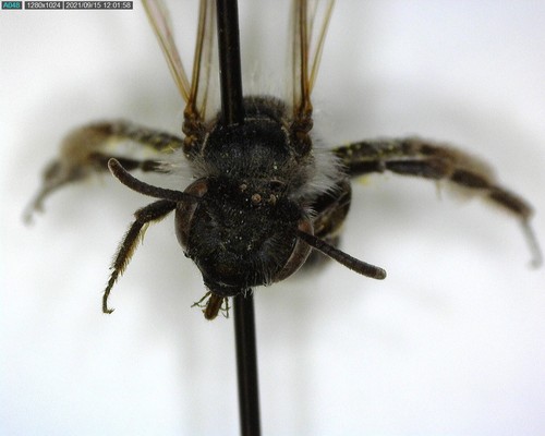 iNaturalist observation photo of Andrena