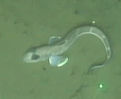 Black Eelpout