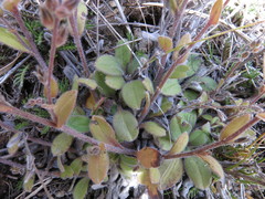 Myosotis australis