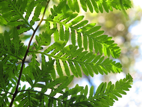 Silver Table Fern