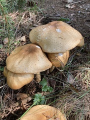 Agaricus nanaugustus