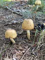 Agaricus nanaugustus