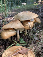 Agaricus nanaugustus