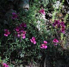 Indigofera meyeriana