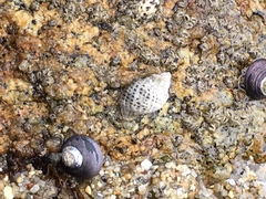 Acanthinucella spirata