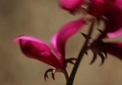 Indigofera meyeriana