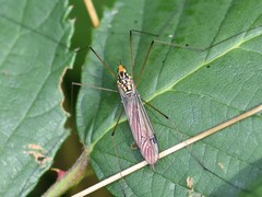 Nephrotoma flavipalpis