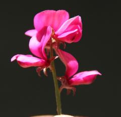 Indigofera meyeriana