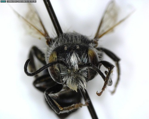 iNaturalist observation photo of Osmia nemoris