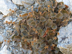 Geum cockaynei