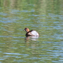 Tachybaptus ruficollis