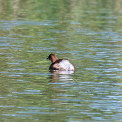 Tachybaptus ruficollis