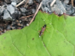 Linycus exhortator thoracicus