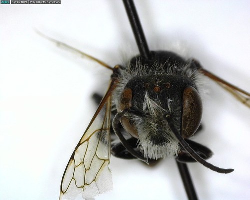 iNaturalist observation photo of Osmia nemoris