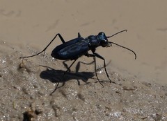 Cicindela nigrocoerulea