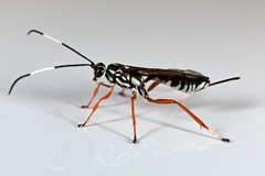 Agonocryptus discoidaloides