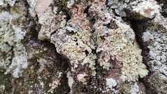 Flavoparmelia soredians