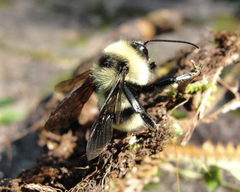 Bombus brasiliensis