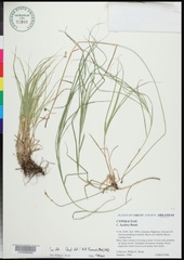 Carex hyalina