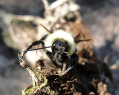 Bombus brasiliensis