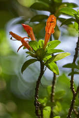 Columnea glabra