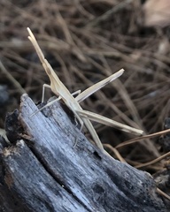 Acrida turrita