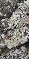 Flavoparmelia soredians