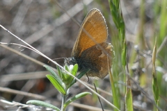 Coenonympha