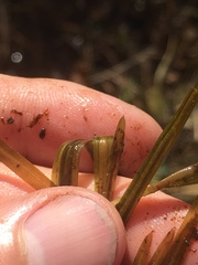 Potamogeton hillii