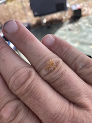 Cosmophasis bitaeniata