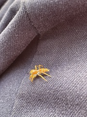 Cosmophasis bitaeniata