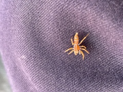 Cosmophasis bitaeniata