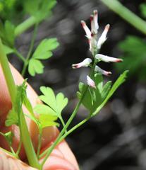 Fumaria muralis muralis