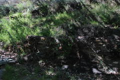 Fumaria muralis muralis