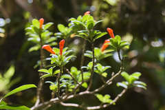 Columnea glabra