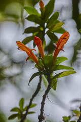Columnea glabra