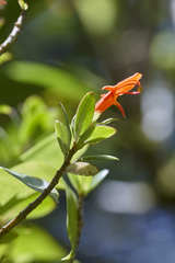 Columnea glabra