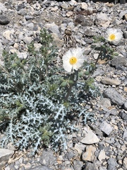 Argemone munita