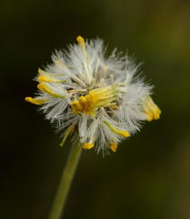 Crassothonna cacalioides