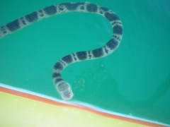 Hydrophis elegans