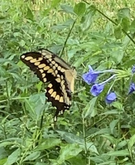 Heraclides cresphontes
