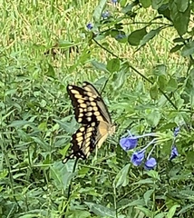 Heraclides cresphontes
