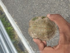 Rhinoclemmys pulcherrima pulcherrima