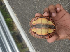 Rhinoclemmys pulcherrima pulcherrima