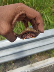 Rhinoclemmys pulcherrima pulcherrima