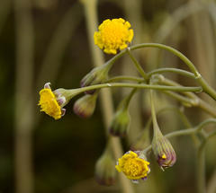 Crassothonna cacalioides