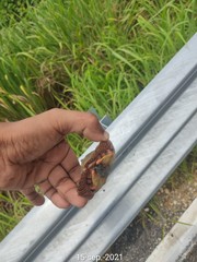 Rhinoclemmys pulcherrima pulcherrima