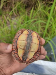 Rhinoclemmys pulcherrima pulcherrima